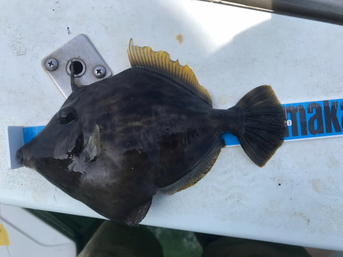 カワハギの釣果