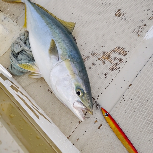 メジロの釣果