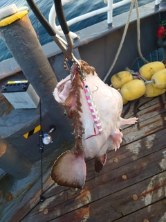 アンコウの釣果