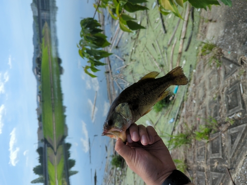 ラージマウスバスの釣果