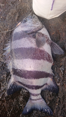 イシダイの釣果