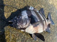 イシダイの釣果