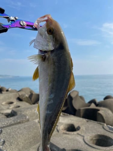 ショゴの釣果