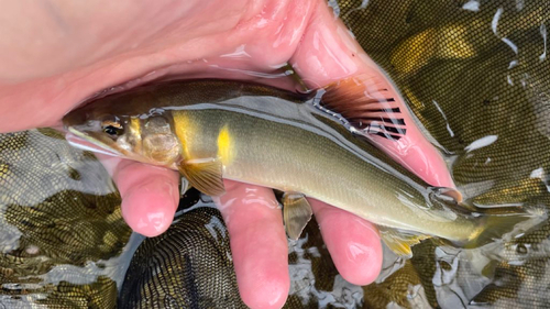 アユの釣果