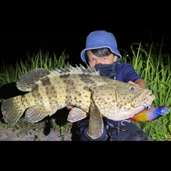 チャイロマルハタの釣果