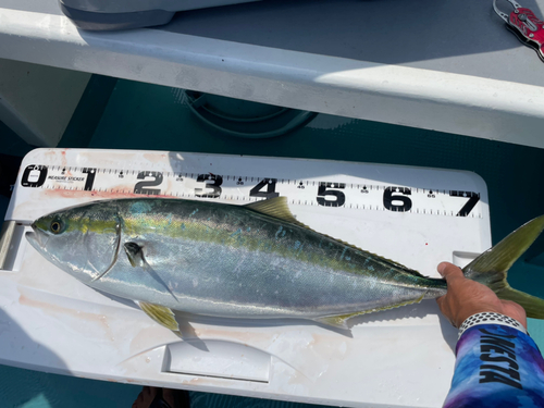 ワラサの釣果