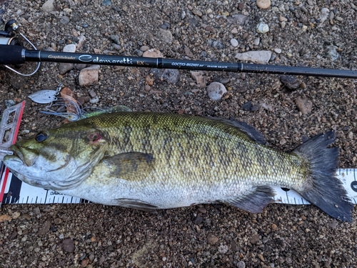 スモールマウスバスの釣果