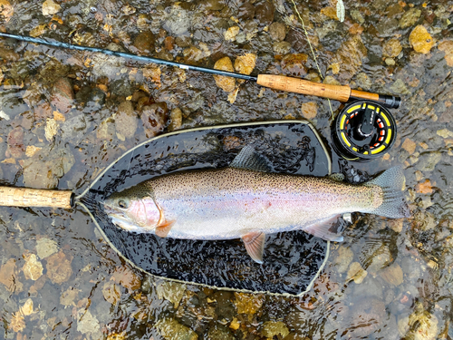 ニジマスの釣果