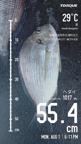 ヘダイの釣果