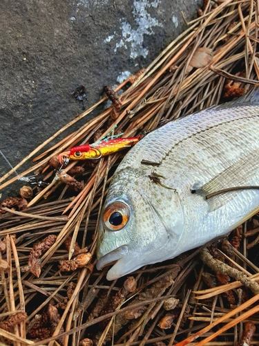 キビレの釣果