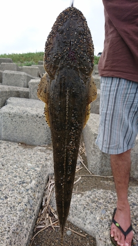 マゴチの釣果