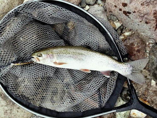 ニジマスの釣果