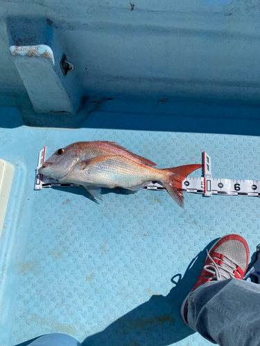 マダイの釣果