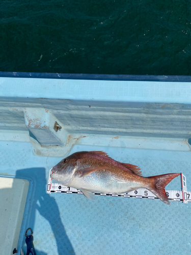 マダイの釣果