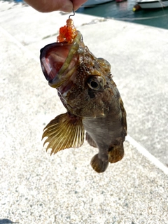 アラカブの釣果