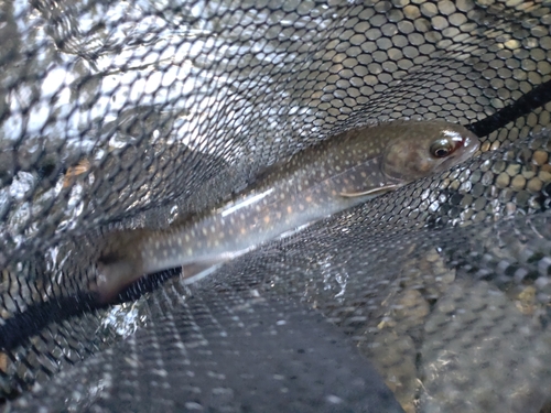 ニッコウイワナの釣果