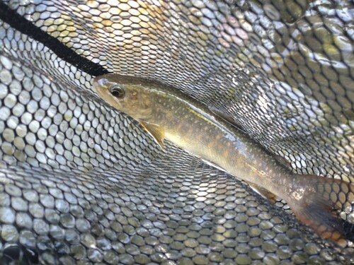 ニッコウイワナの釣果