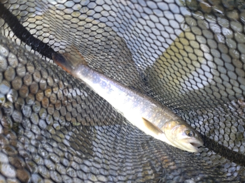 ニッコウイワナの釣果