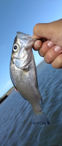 セイゴ（マルスズキ）の釣果