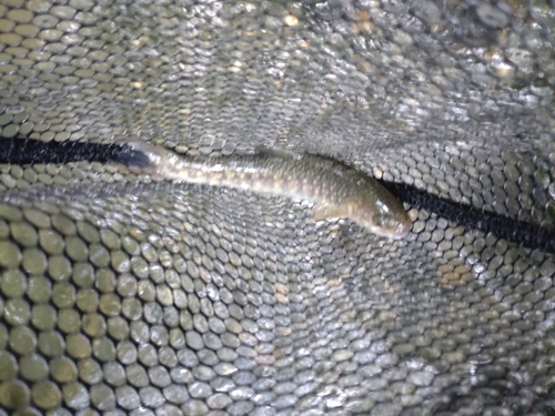 ニッコウイワナの釣果