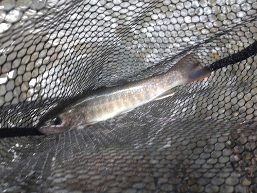 ニッコウイワナの釣果