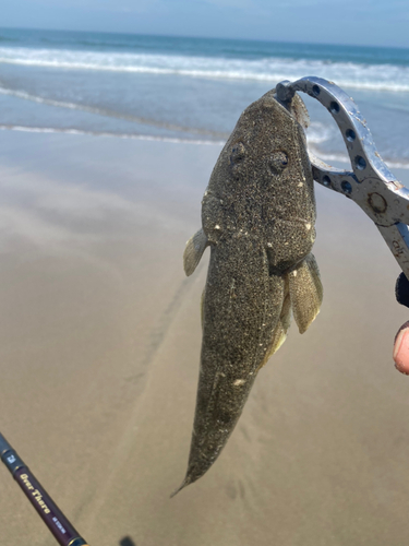 コチの釣果