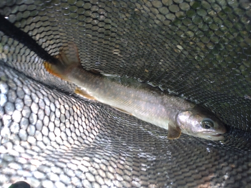 ニッコウイワナの釣果