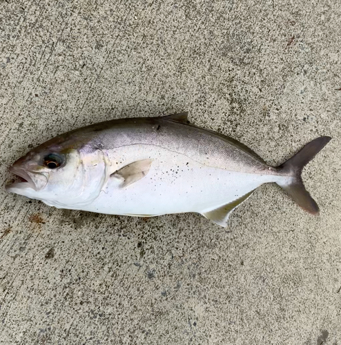 ショゴの釣果