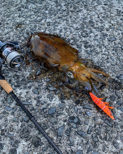 アオリイカの釣果