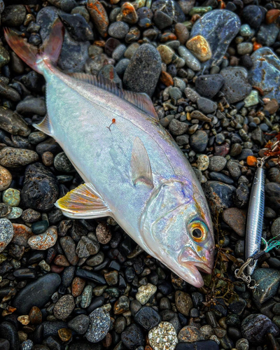 ショゴの釣果