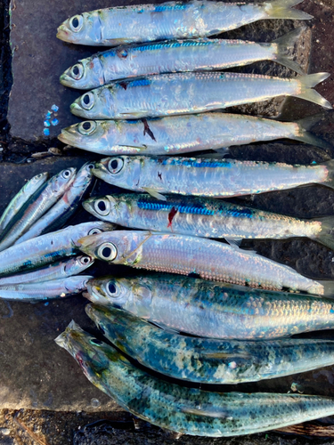 イワシの釣果