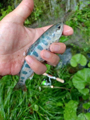 ヤマメの釣果