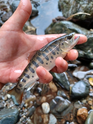 ヤマメの釣果