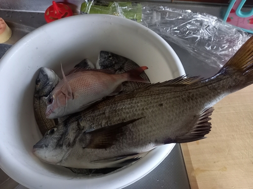 マダイの釣果