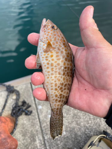 オオモンハタの釣果