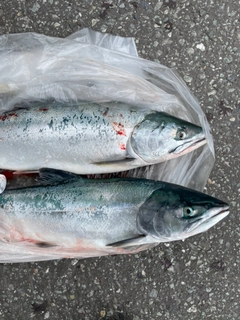 カラフトマスの釣果