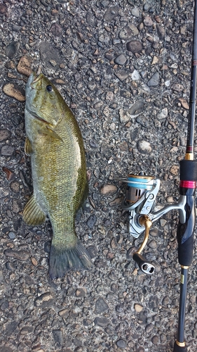 スモールマウスバスの釣果