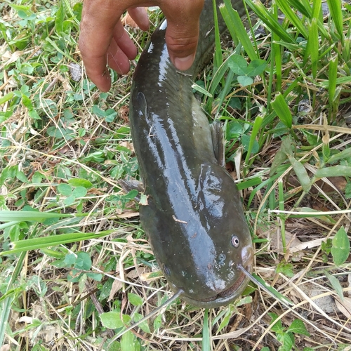 マナマズの釣果