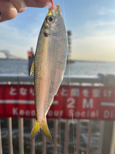 サッパの釣果