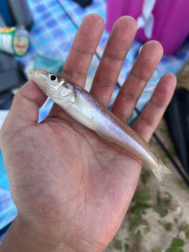 シロギスの釣果