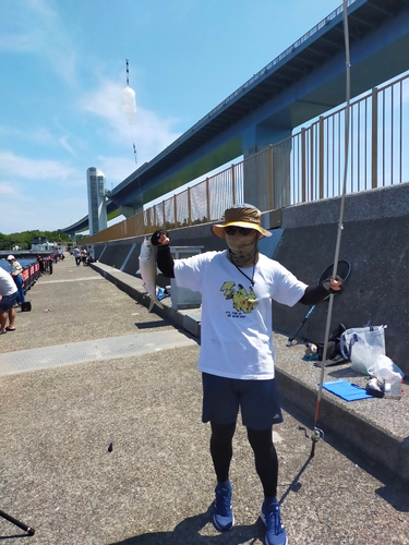 コノシロの釣果