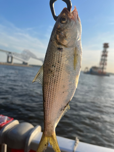 コノシロの釣果