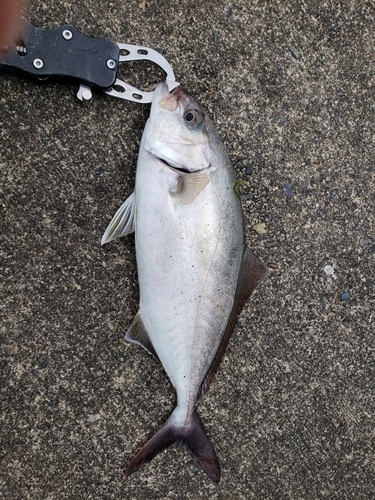 ショゴの釣果