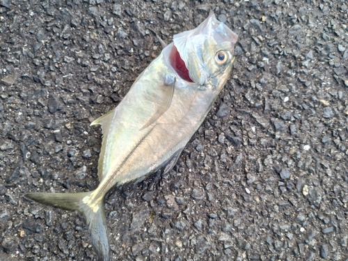 メッキの釣果