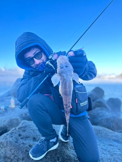 マゴチの釣果