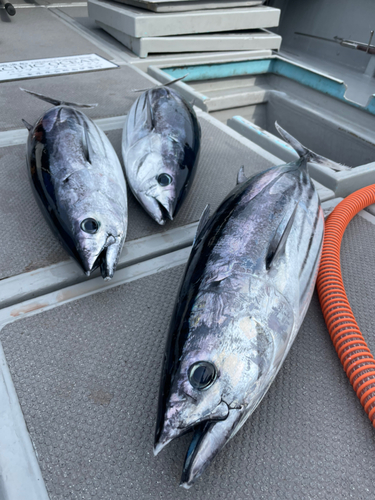 カツオの釣果