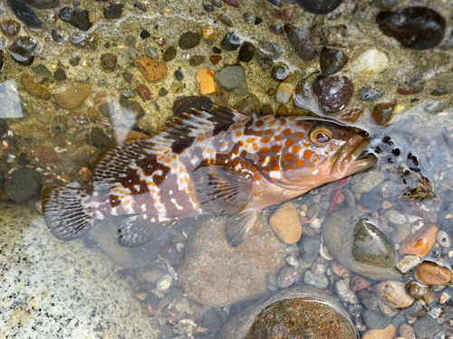 キジハタの釣果