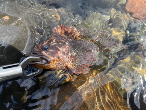 ムラソイの釣果