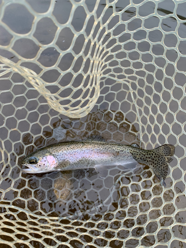 トラウトの釣果