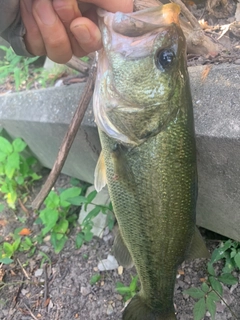 ラージマウスバスの釣果